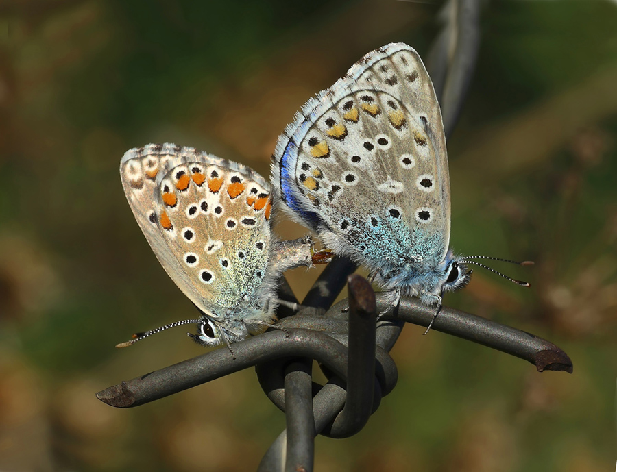 Fate l'amore non fate la guerra..