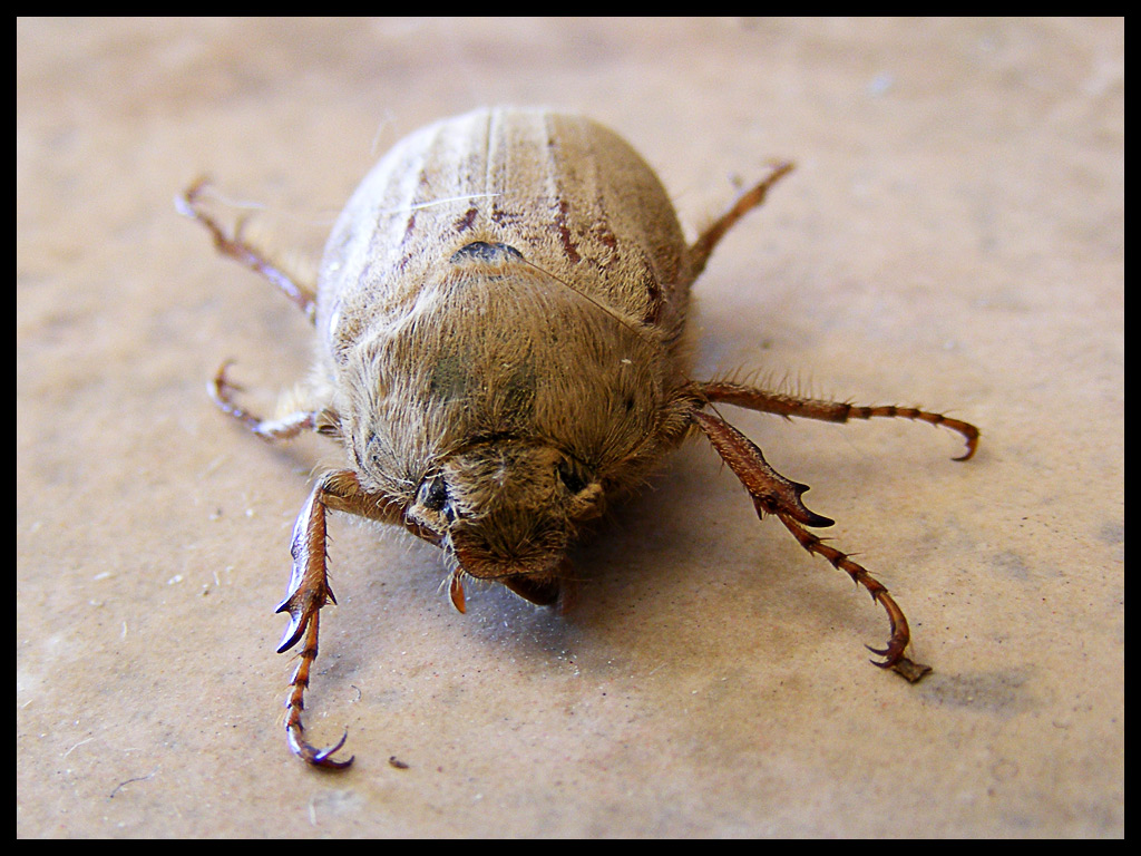 Regalo dalla micia...