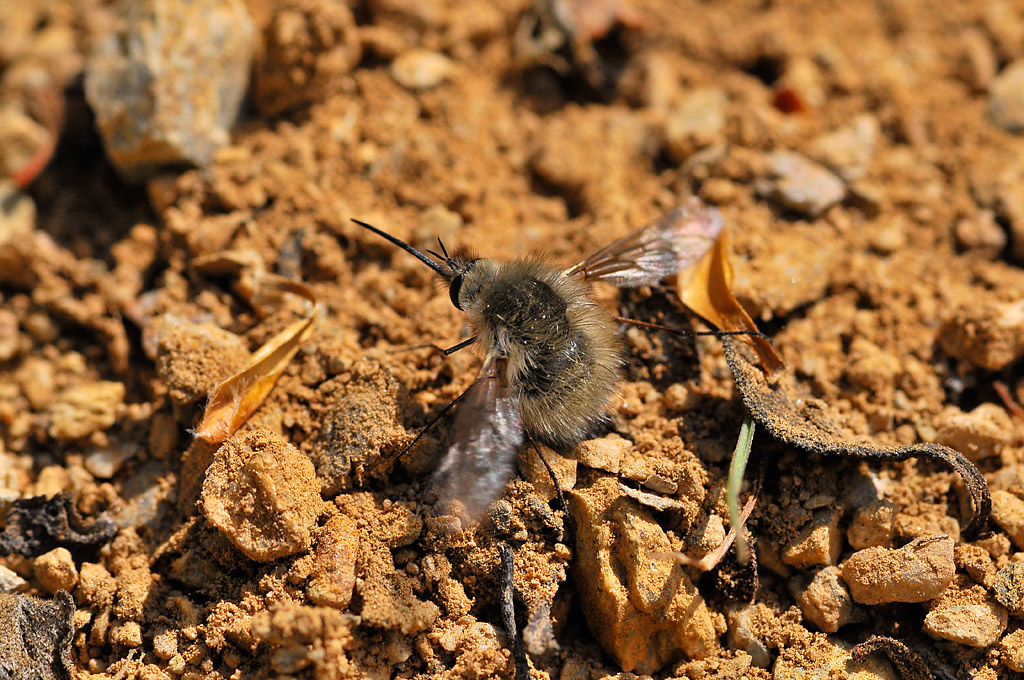 Bombilyus che depone