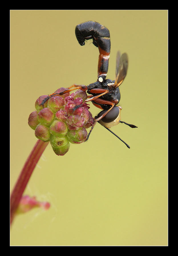 Conopidae - Physocephala chrysorrhoea