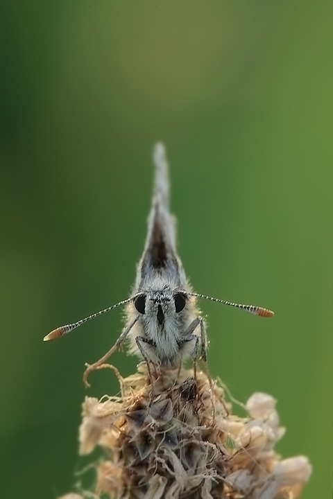 Con tutta la mia buona volont�!