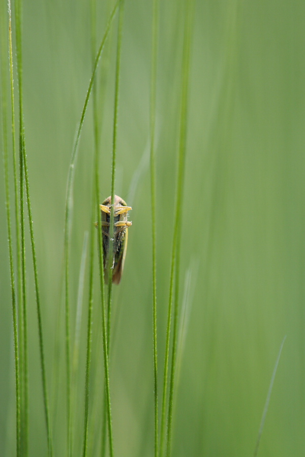 02 - dedicata ai macronisti