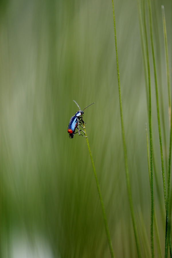 06 - dedicata a pigi