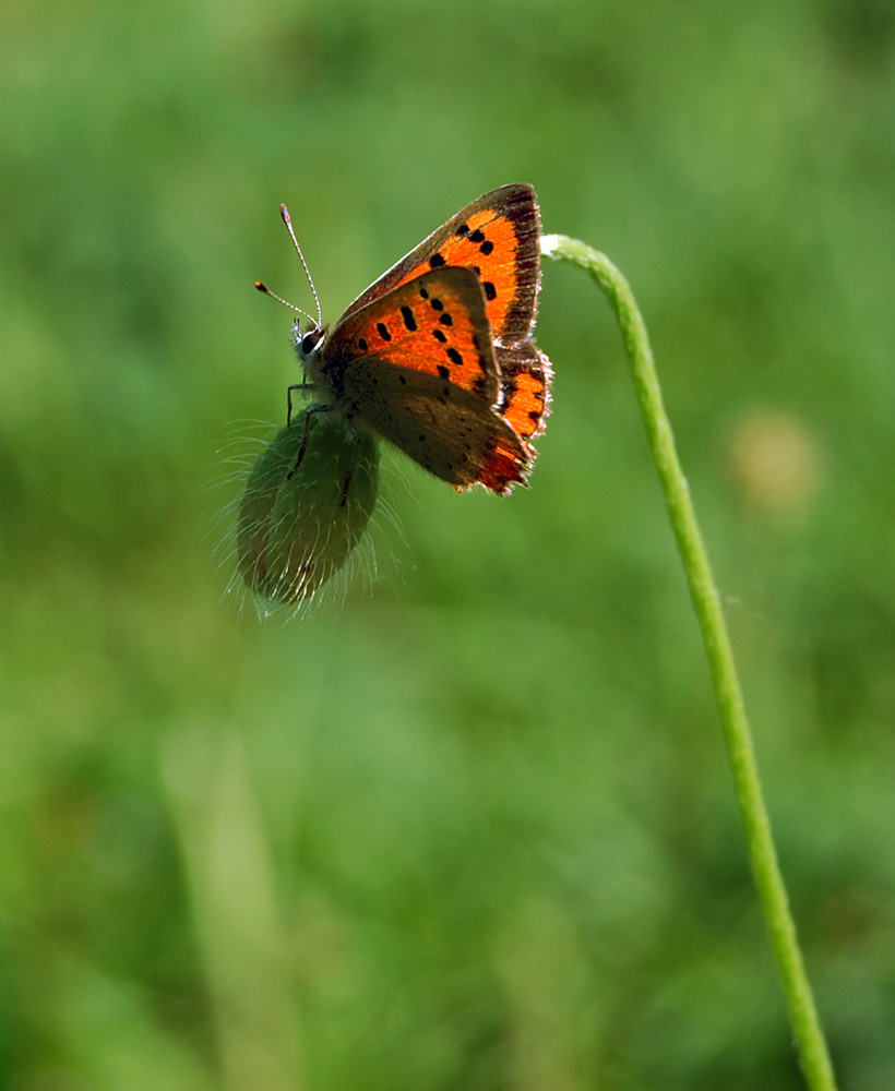 Lycaena phleas