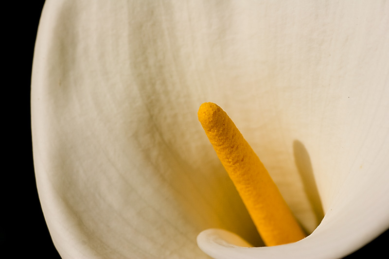 Dal mio modesto giardino