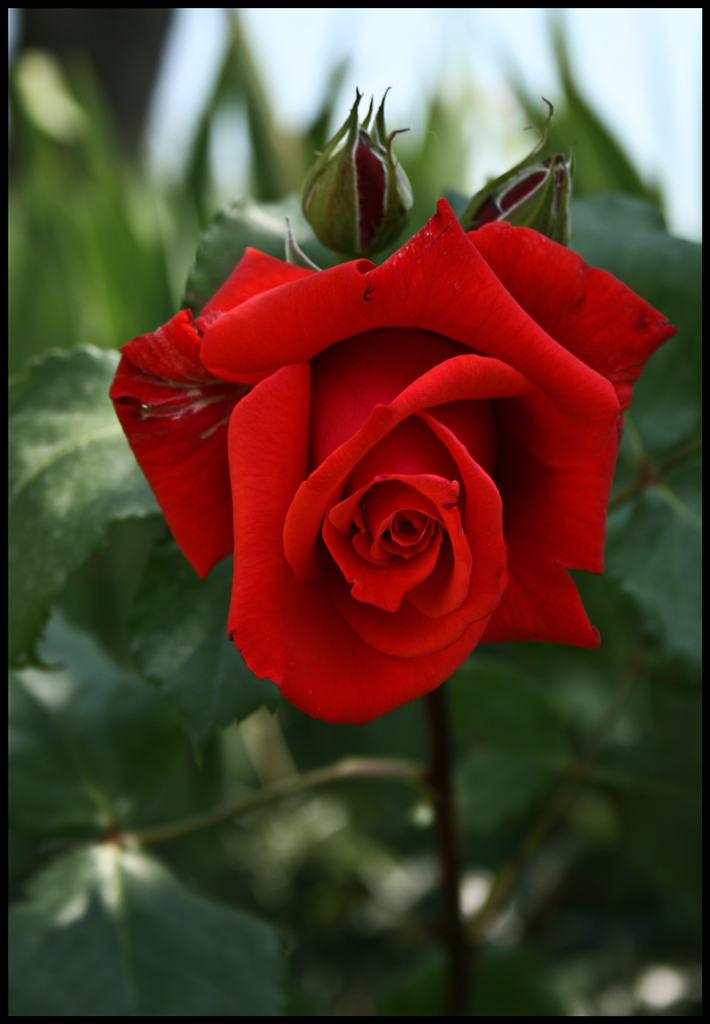 irresistibile tentazione