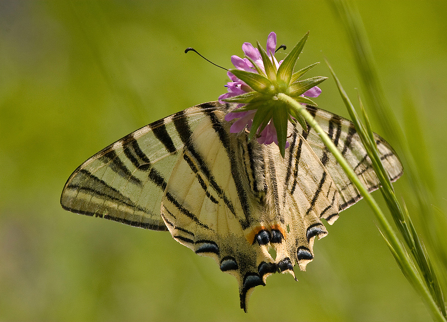 ..torta in faccia al farfallone!