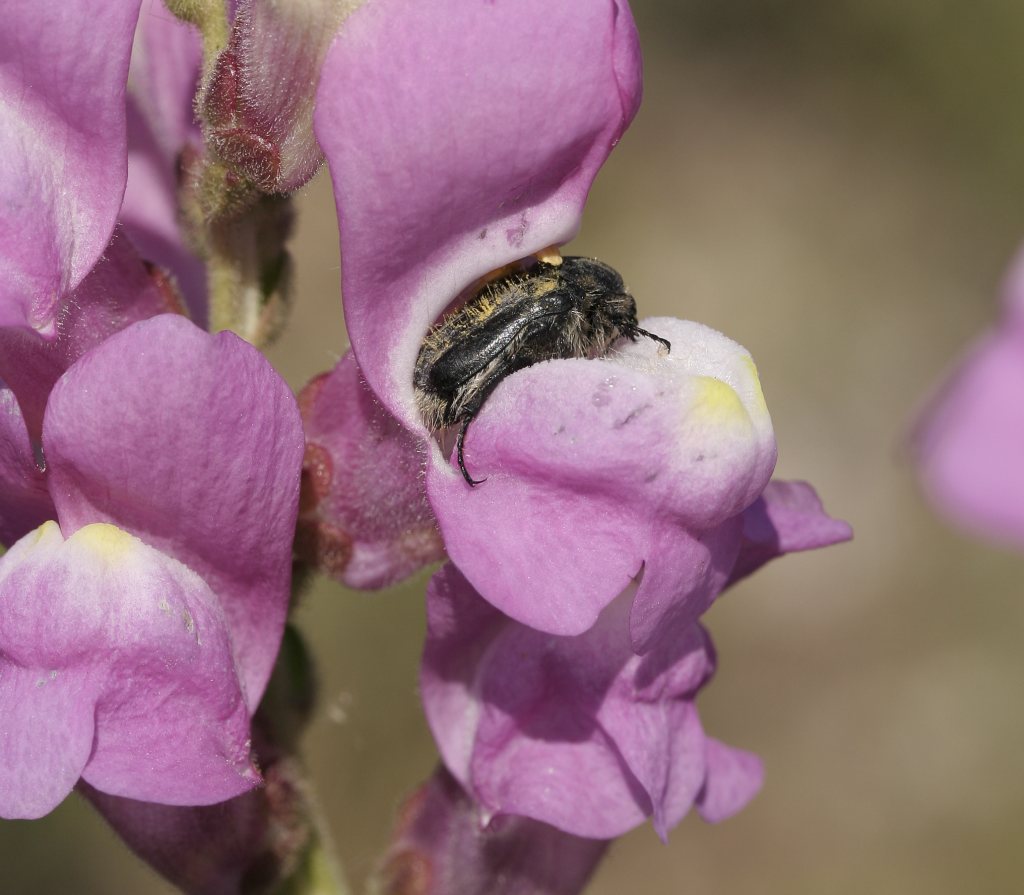 Tamron per Canon Eos af aspherical xr ld if 28-300 3,5/6,3 macro
