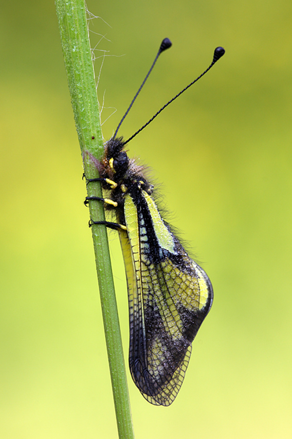 Libelloides longicornis
