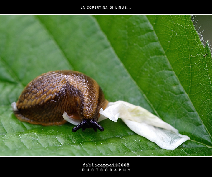 :: LA COPERTINA DI LINUS...