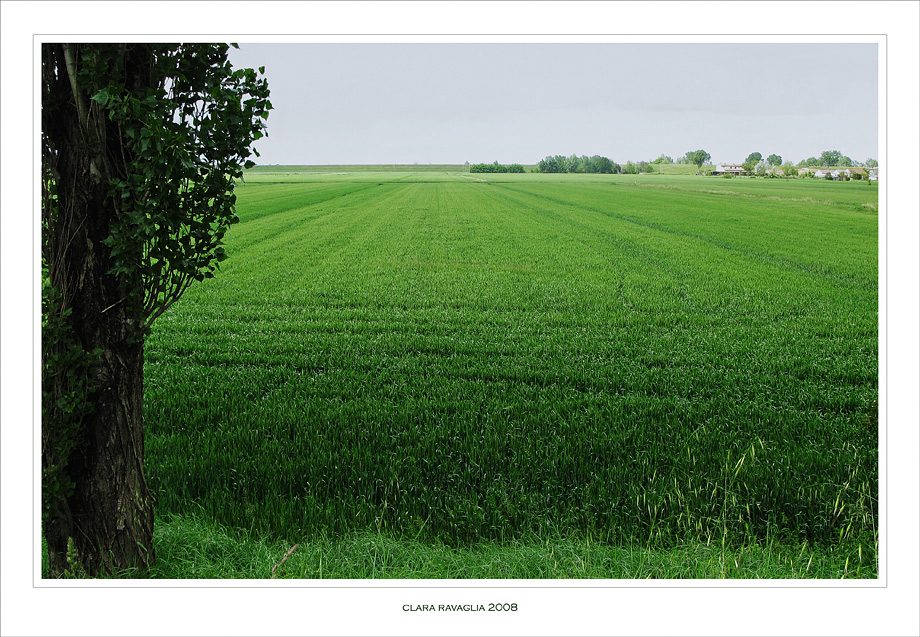Il tappeto verde....