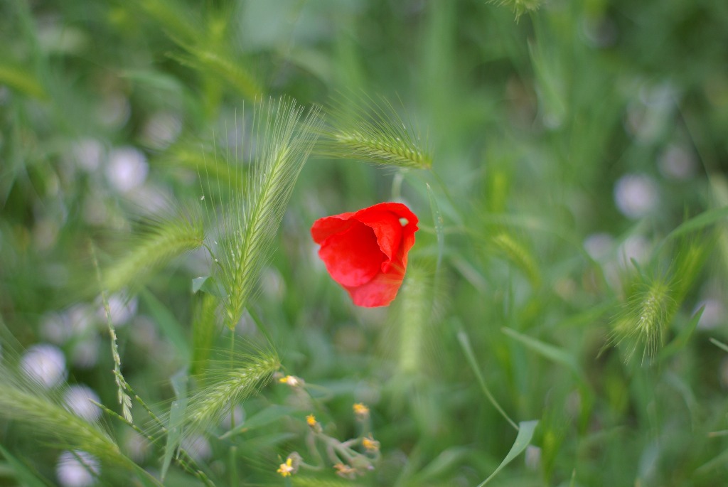 Papavero 2