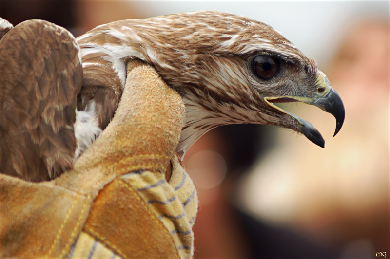 Ritorno alla libert�