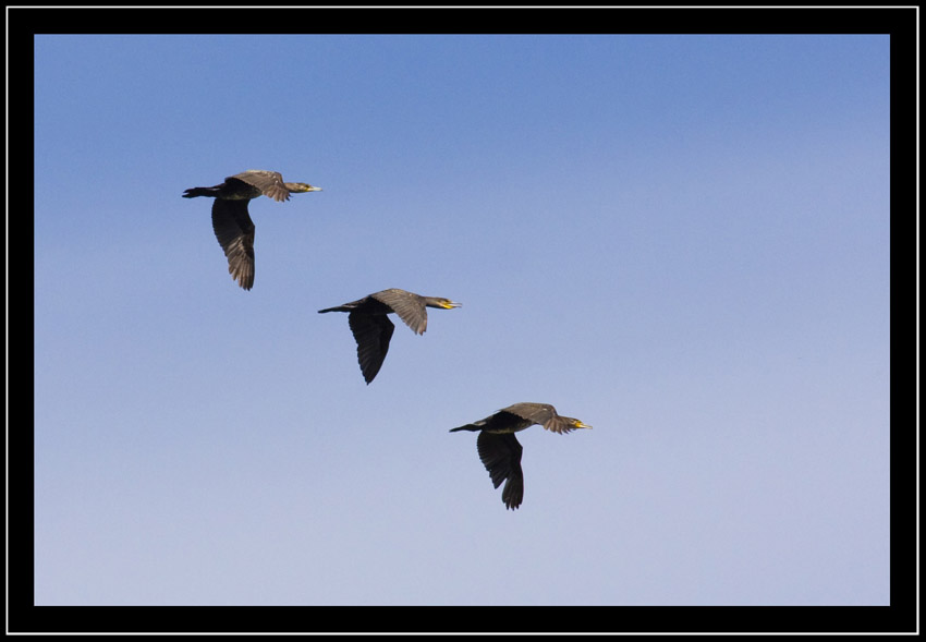 cormorani in formazione