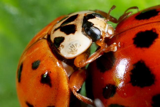 Ritratto di .......... cocciniglia.