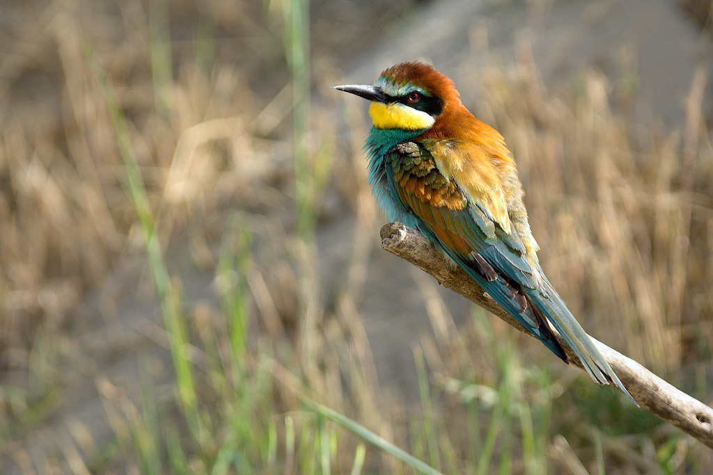 Gruccione: colore primavera estate 2008