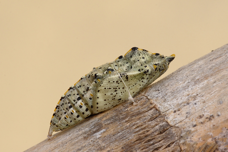 Crisalide o Pupa di Pieris brassicae