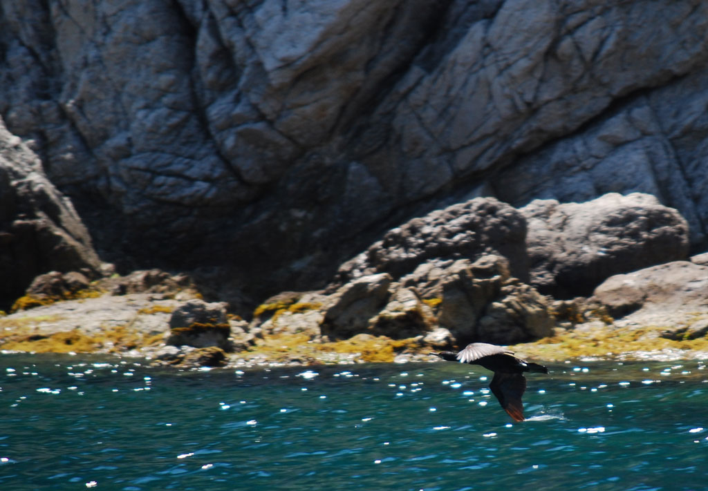 Marangone dal ciuffo