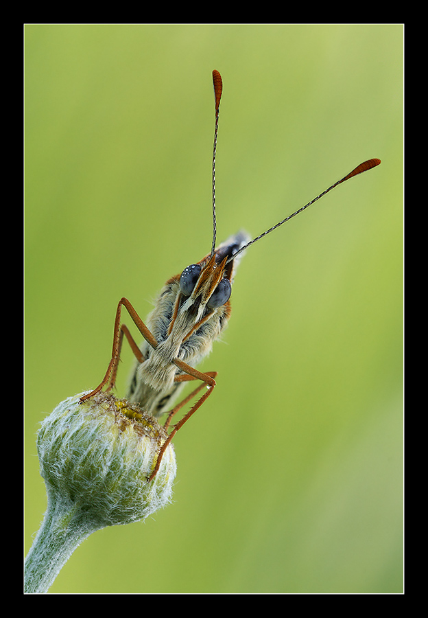 Ritratto di Melitaea sp.