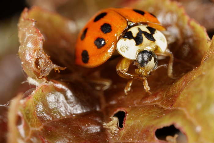 Ancora coccinelle