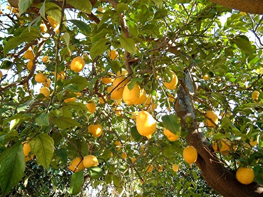 limoni