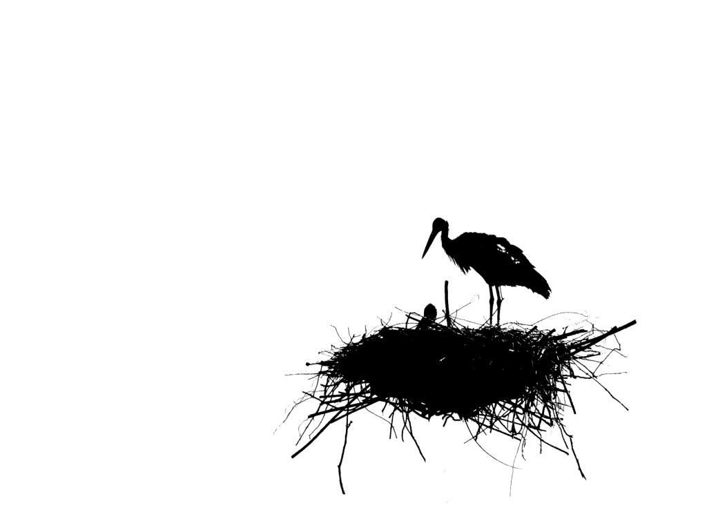 cicogne