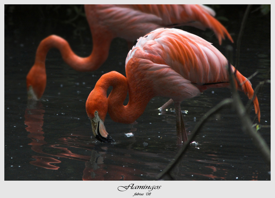 flamingos