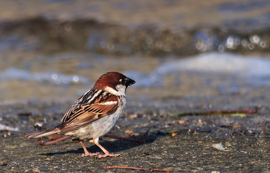 il passero solitario