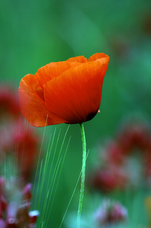 I miei primi papaveri