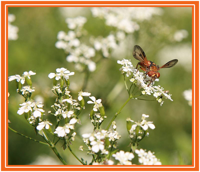 prova a ri..prendermi !