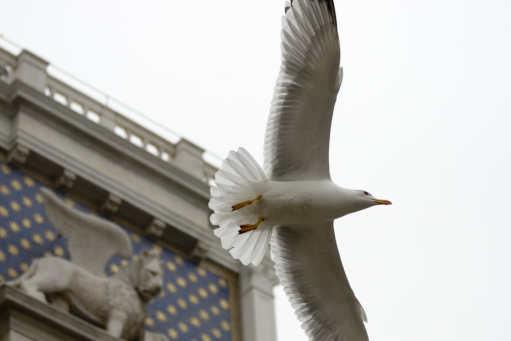 Voli imprevedibili 1