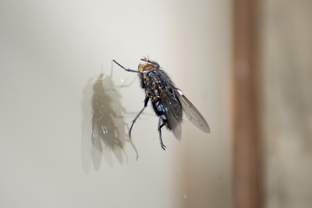 Mosca alla finestra..