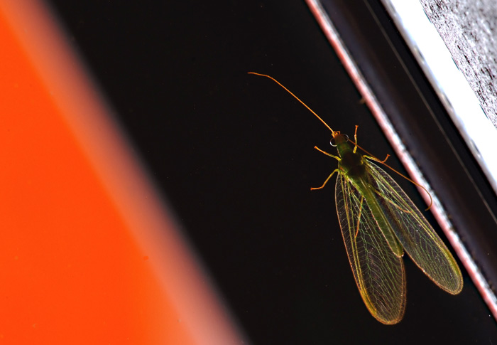 Fluorescenze su sfondo astratto