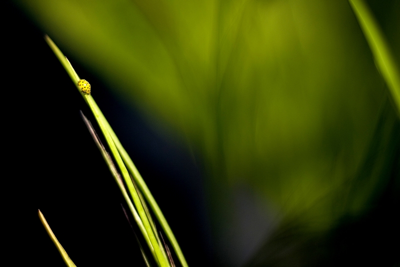La signora in giallo :D
