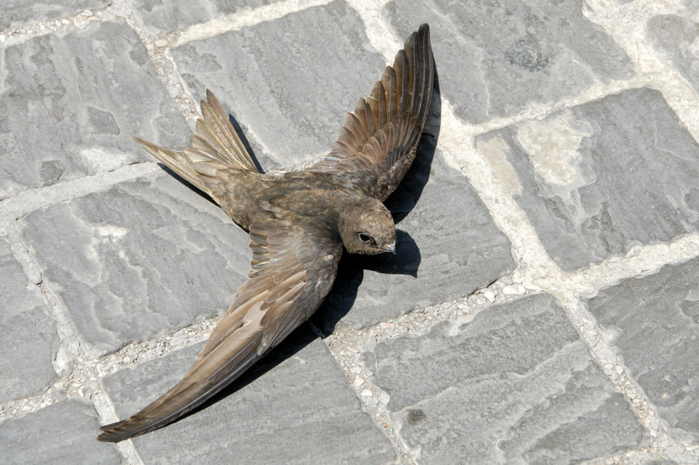 Rondone bloccato a terra