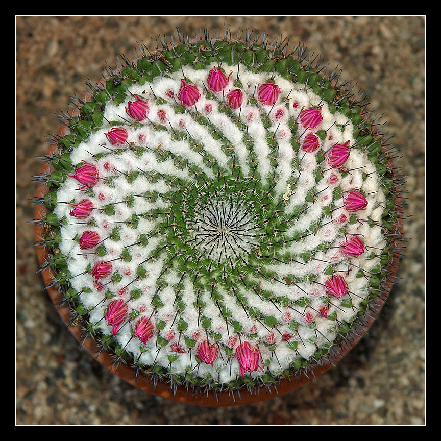 Il cuscino della suocera