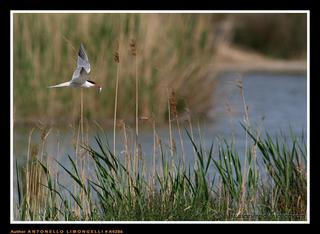 Sterna paradisaea...l'ora di cena