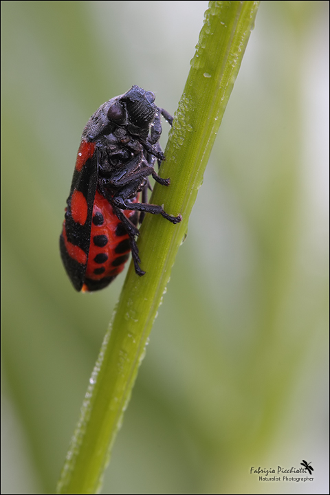 Cercopis vulnerata 1