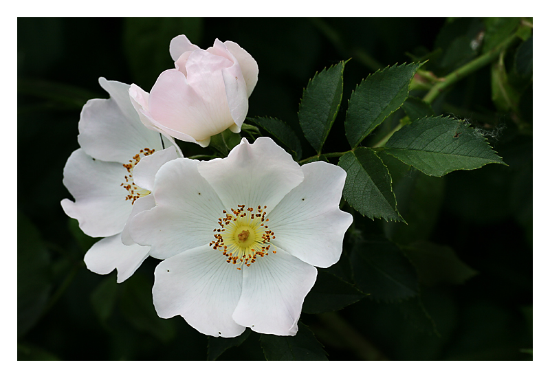 Rosa Canina