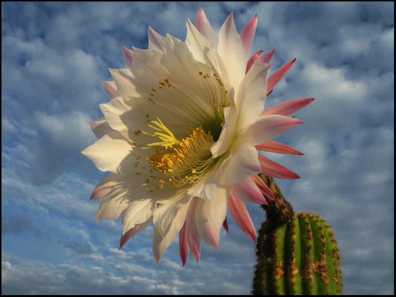 Il protagonista della mattinata