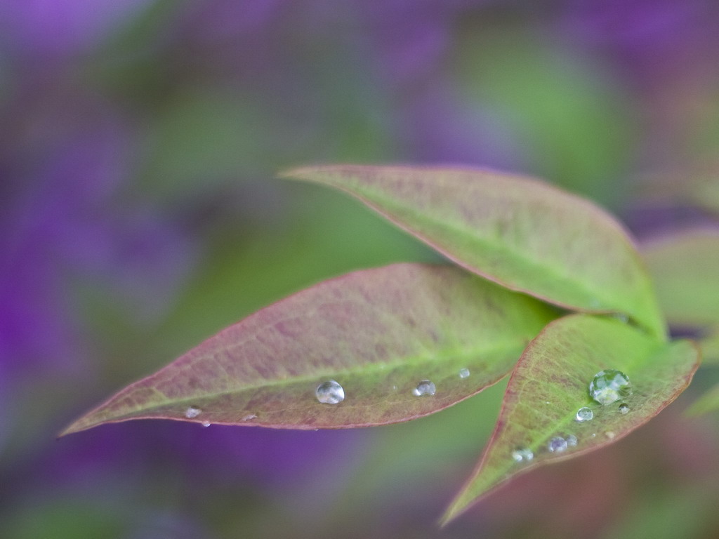 Gocce che riposano....