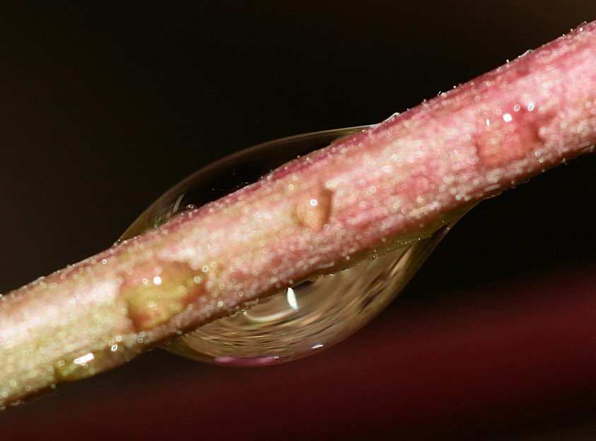 GOCCIA PER POCHI ISTANTI