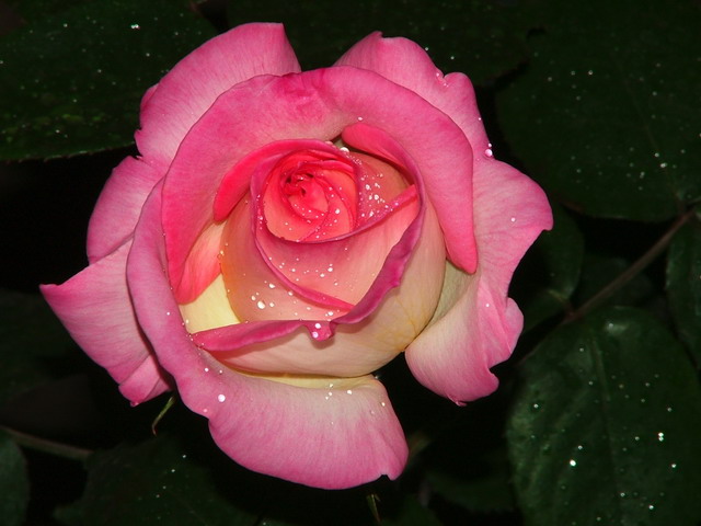 Sweet Rose