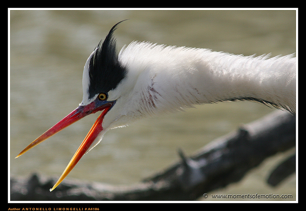 L'Airone...incavolato!