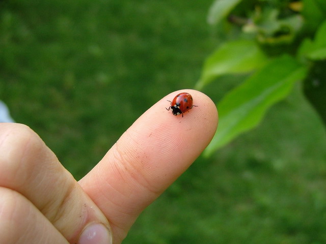 LadyBird