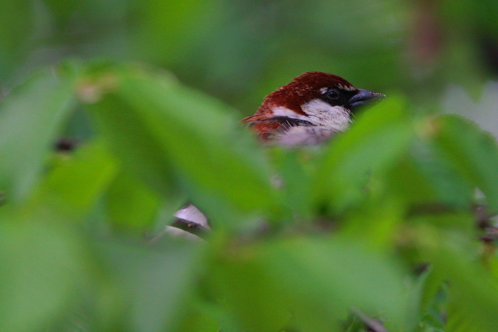 TANA per il passapero!
