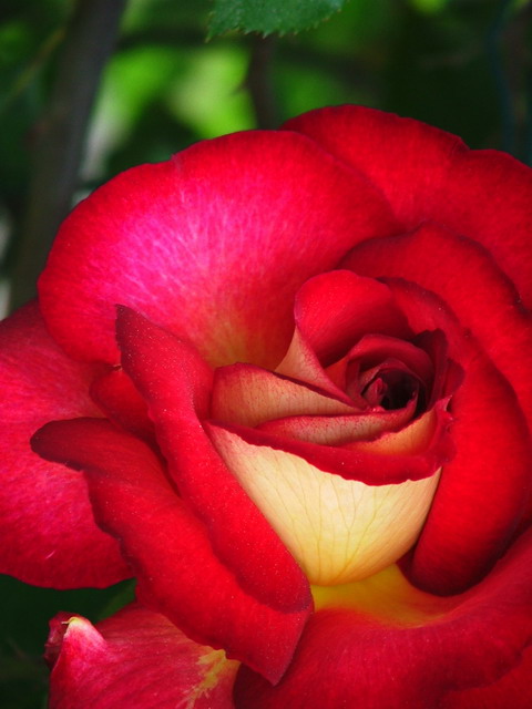 Rosa