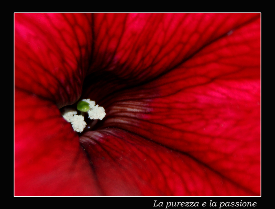 La purezza e la passione