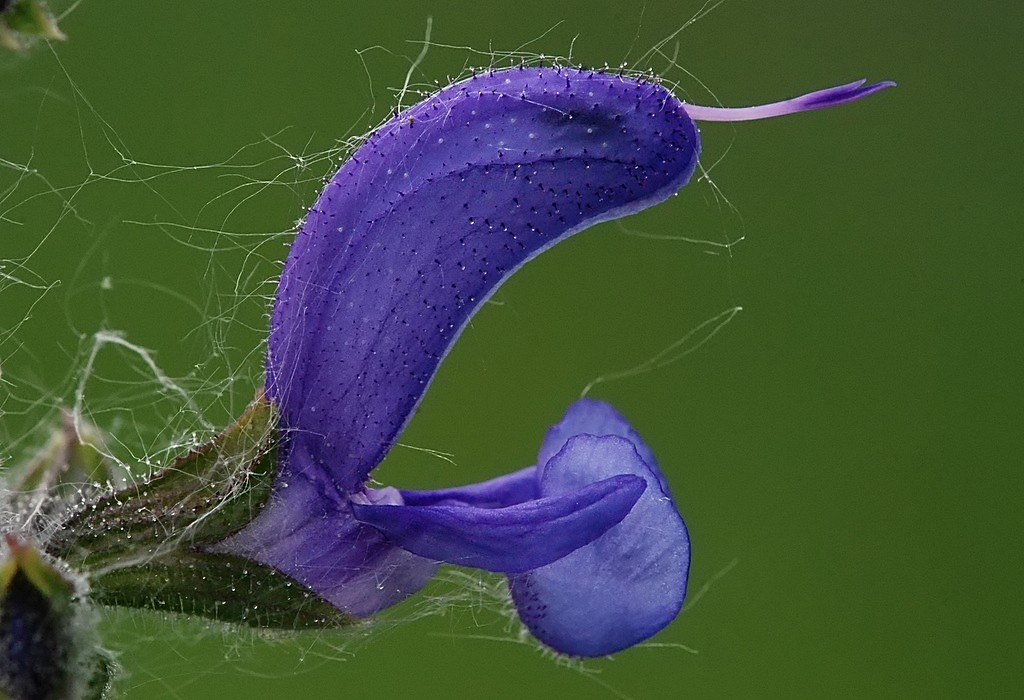 Fiore di salvia