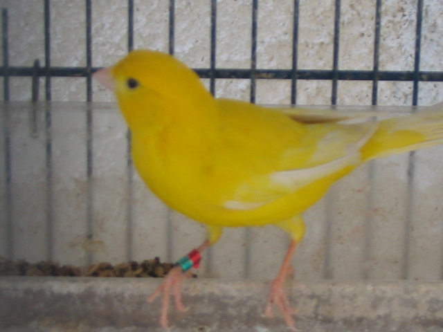 il ritorno del canarino tutto giallo